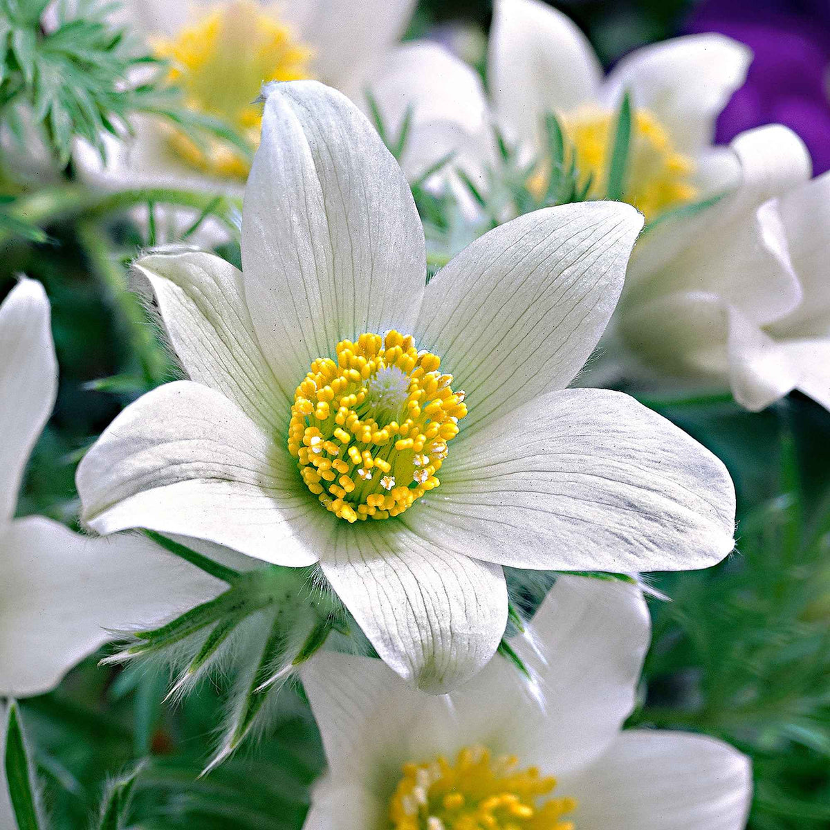 Pulsatilla vulgaris alba - Anémone pulsatilles blanche - Racines nues