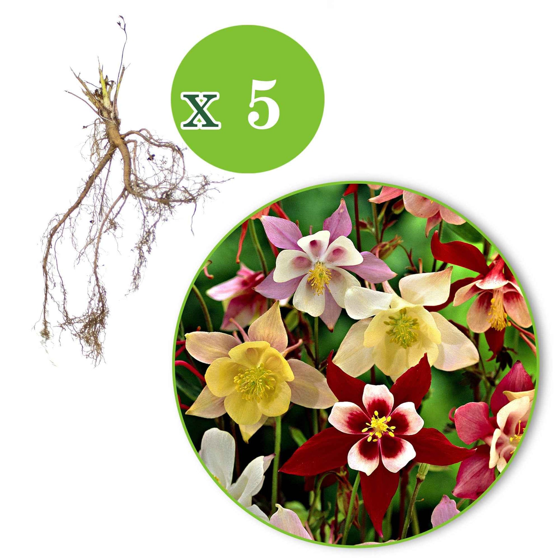 Aquilegia hybride mac kana - 5 Ancolies Mac Kana en mélange - Ancolie