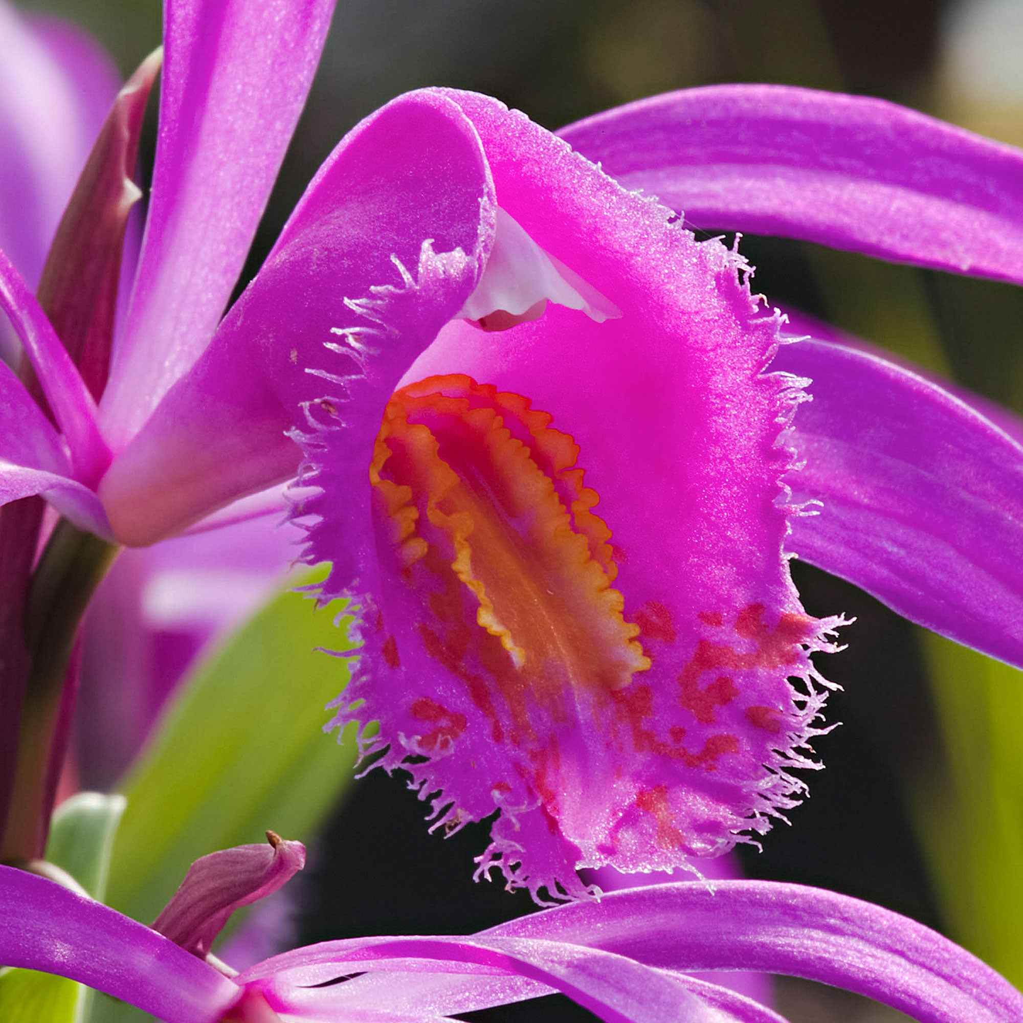 Orchidée jacinthe 'Rose' - Bletilla striata 'Rose' - Le Jardin du Pic Vert