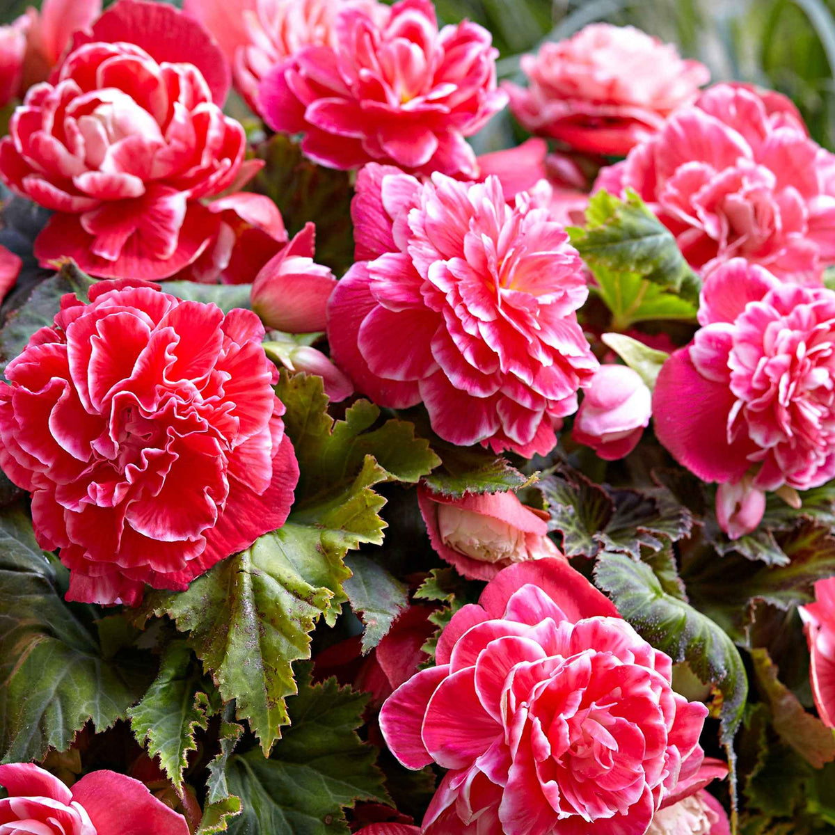 5 Bégonias à fleurs de Camélia - Bakker