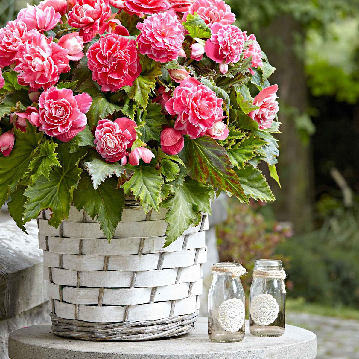 5 Bégonias à fleurs de Camélia - Begonia a fleurs de camélia - Bakker