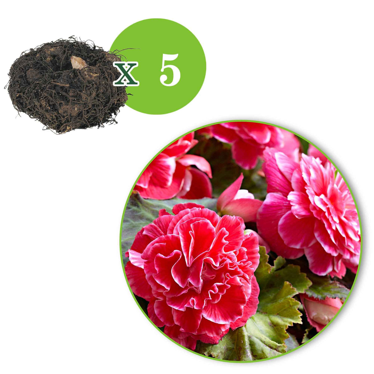 Vente 5 Bégonias à fleurs de Camélia - Begonia a fleurs de camélia