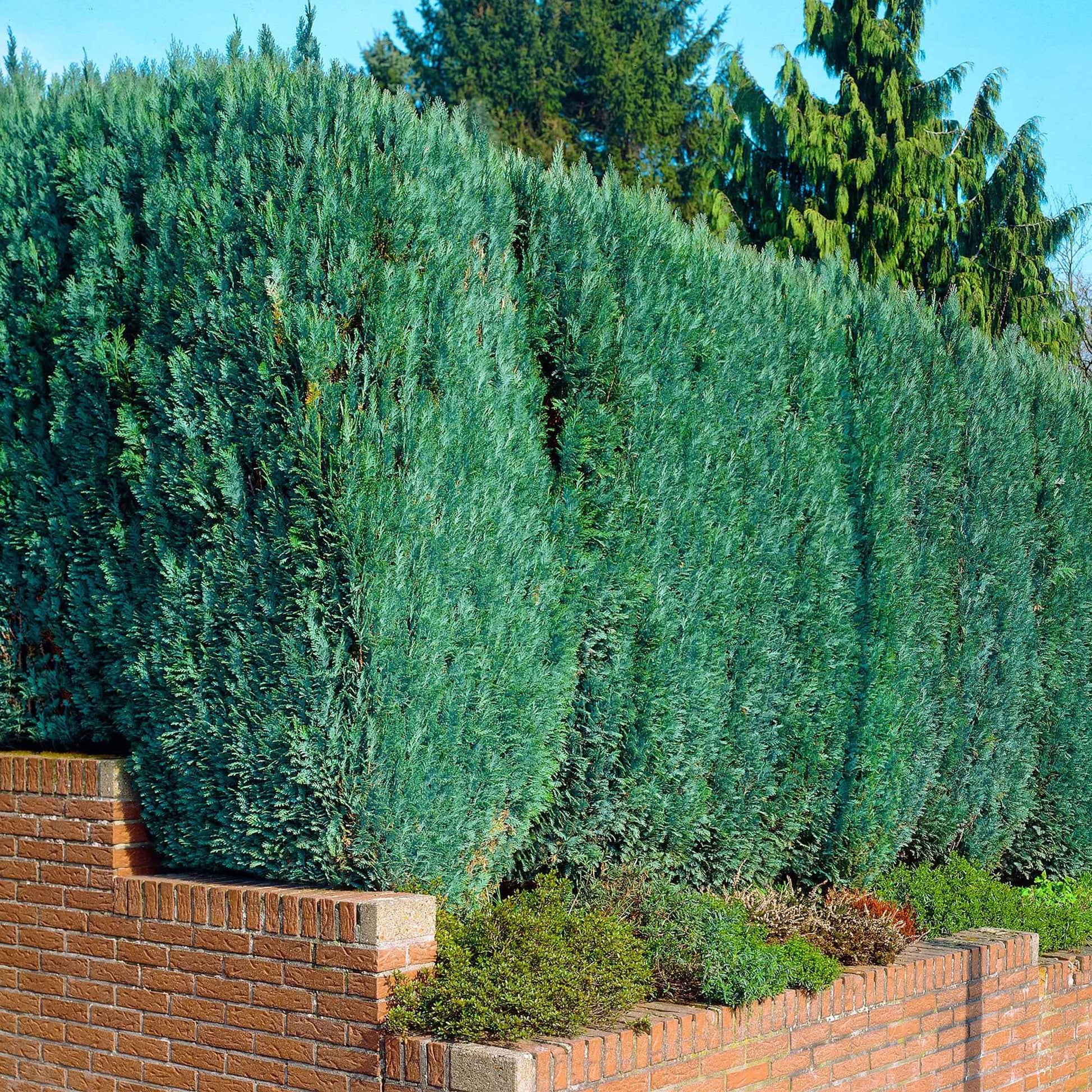 Faux Cyprès de Lawson 'Columnaris' - Chamaecyparis lawsonia Columnaris - Bakker