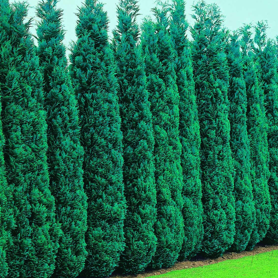 Vente Faux Cyprès de Lawson 'Columnaris' - Chamaecyparis lawsonia Columnaris