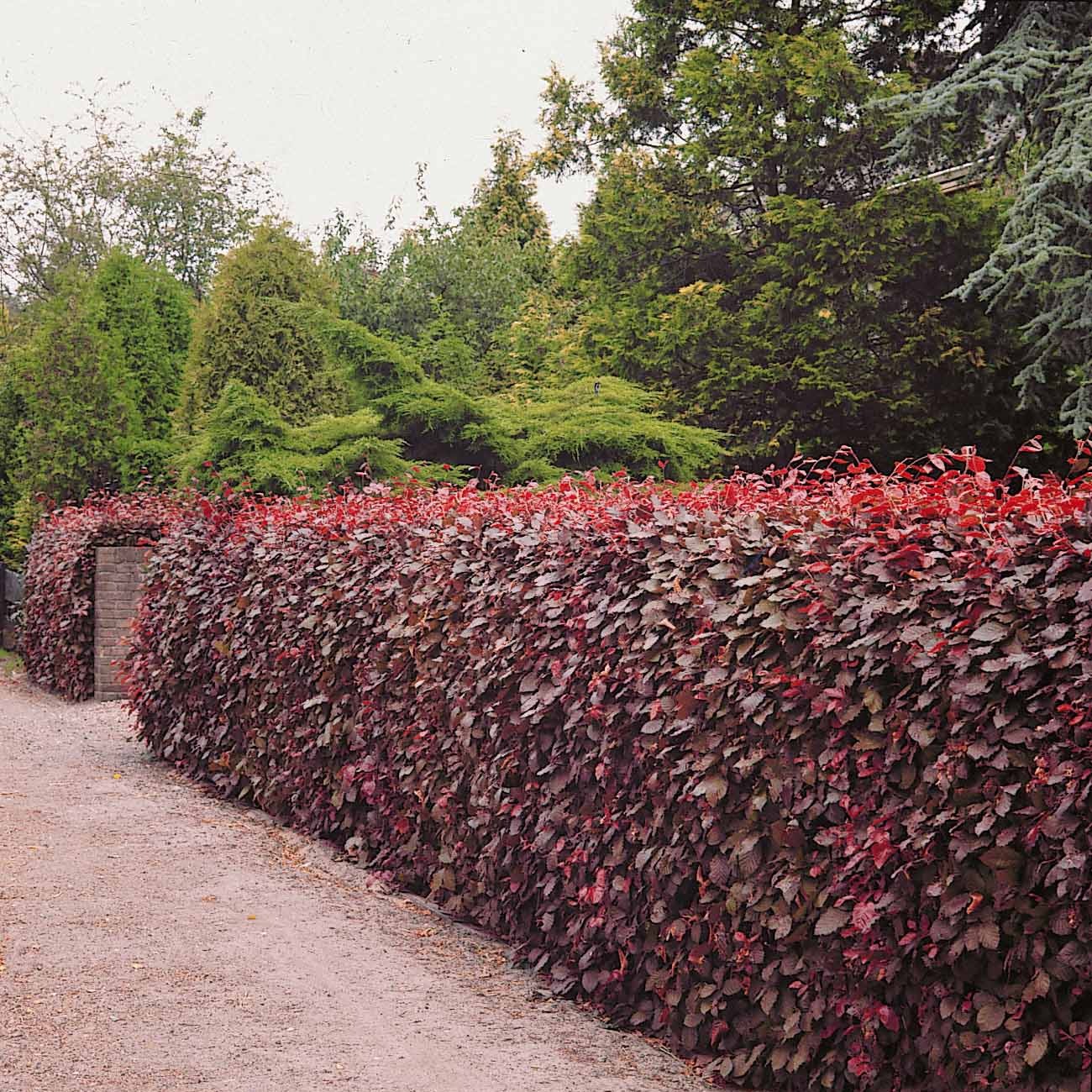 Bakker - Hêtre commun pourpre - Fagus sylvatica purpurea - Arbustes et vivaces