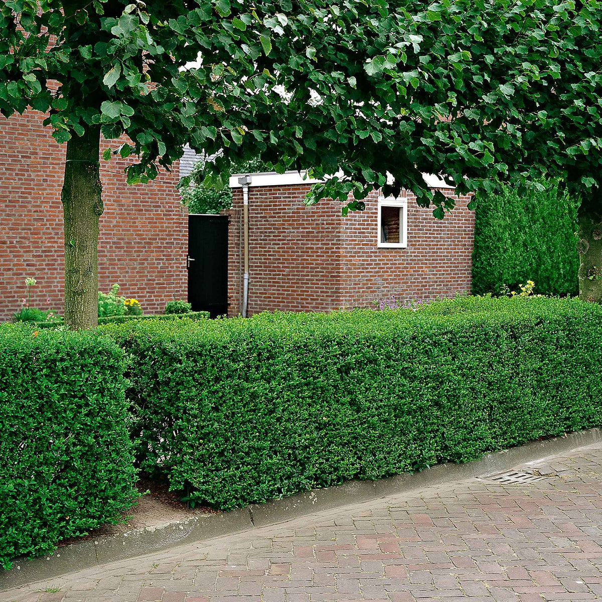 Vente Troène de Californie - Ligustrum ovalifolium