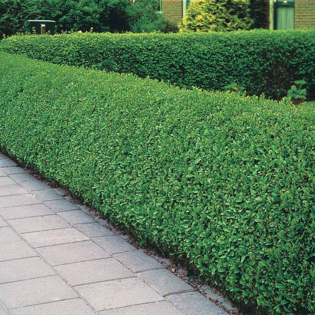 Troènes - Ligustrum - Troène de Californie - Ligustrum ovalifolium