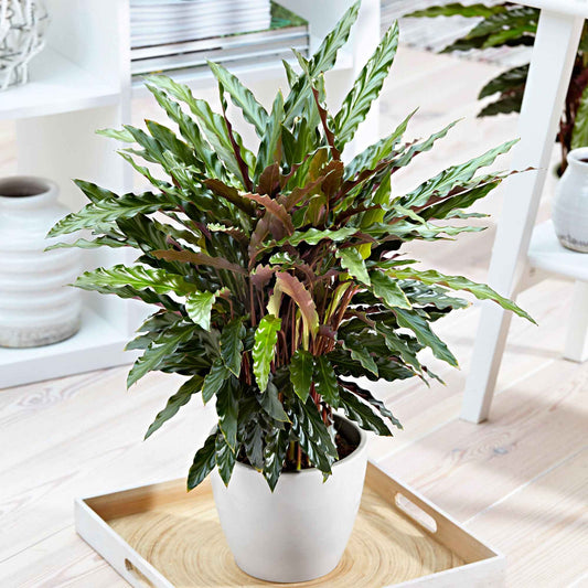 Calathea 'Elger Grass' - Calathea