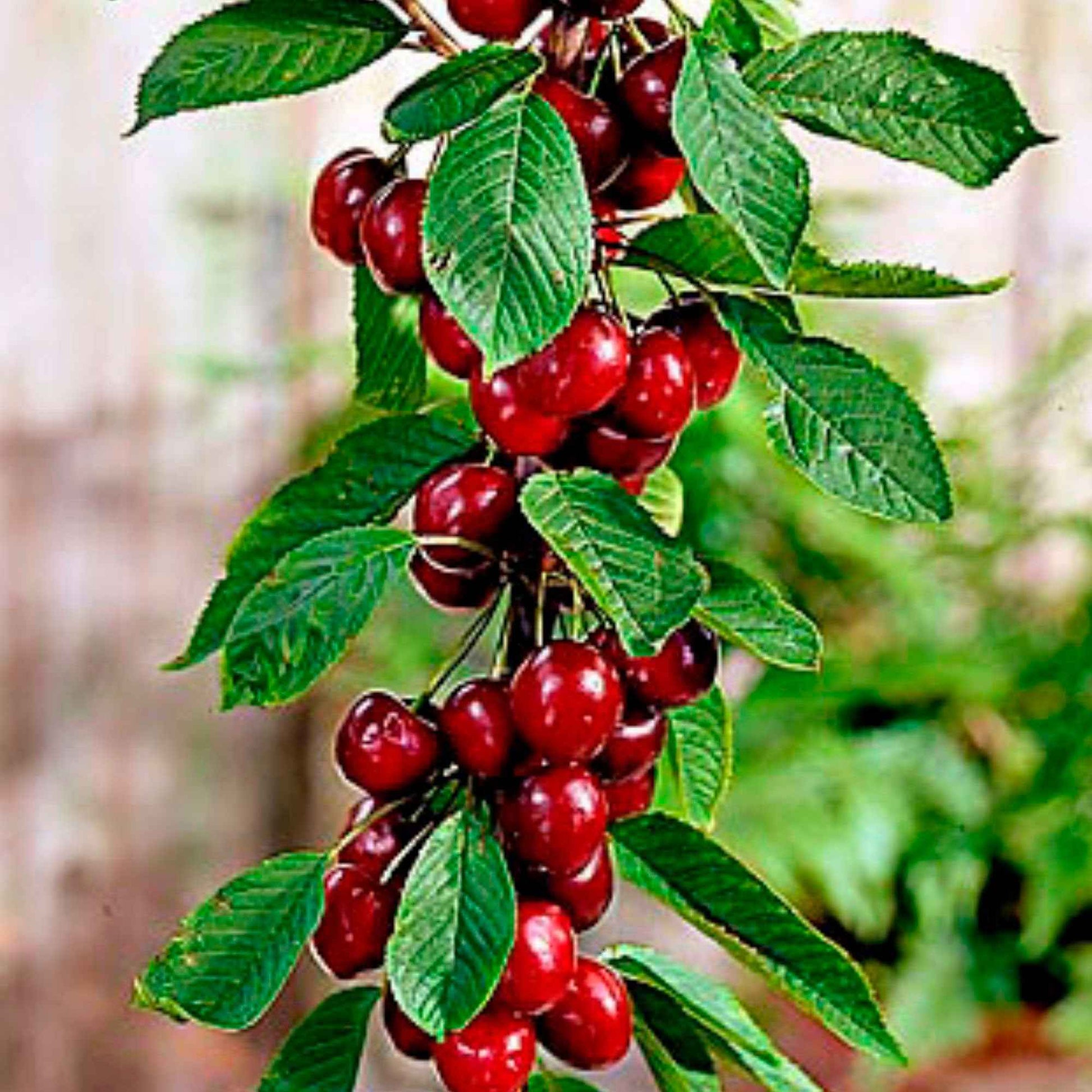 Cerisier nain 'Sylvia' - Prunus avium Sylvia - Bakker