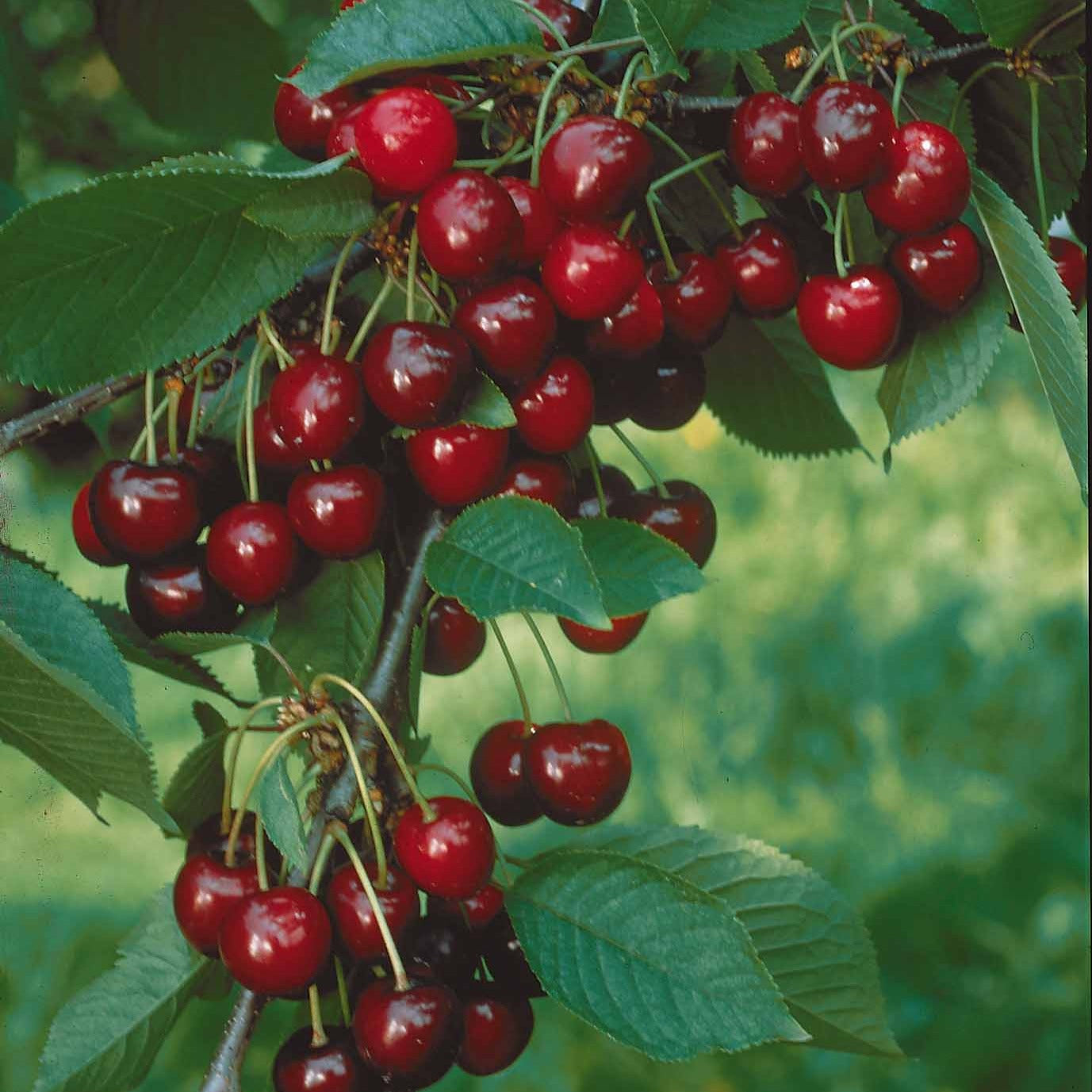 Prunus avium Sylvia - Cerisier nain 'Sylvia' - Cerisiers