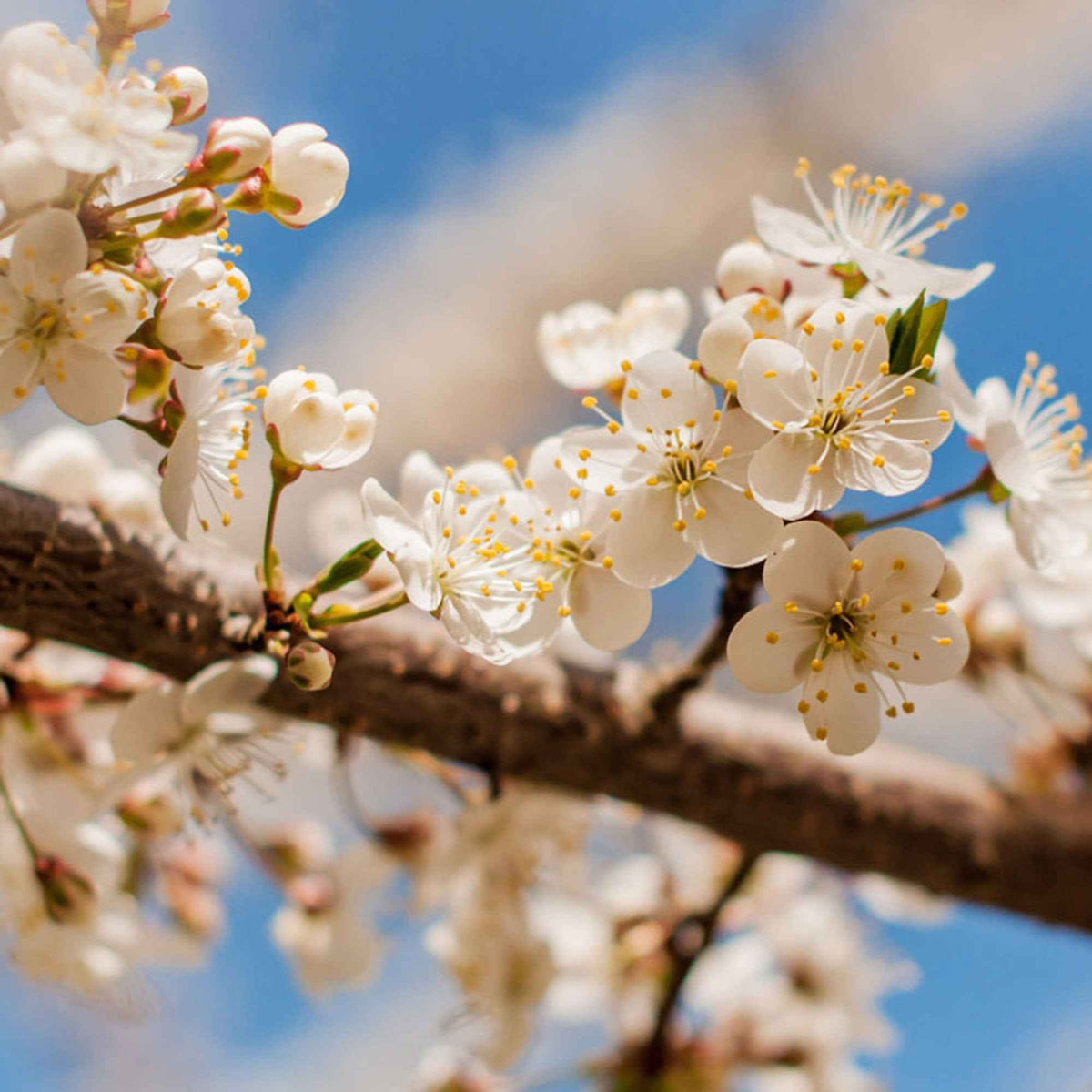 Prunus domestica Reine-Claude verte - Prunier Reine-Claude Verte - Pruniers