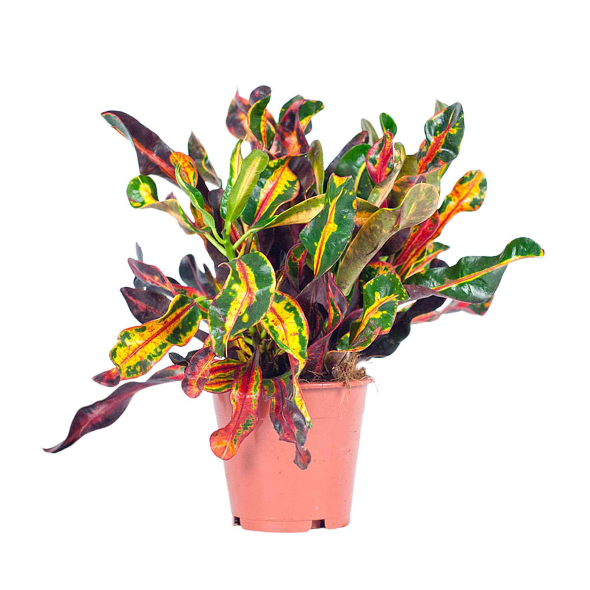croton mammy entretien Croton Codiaeum 'Mammi'