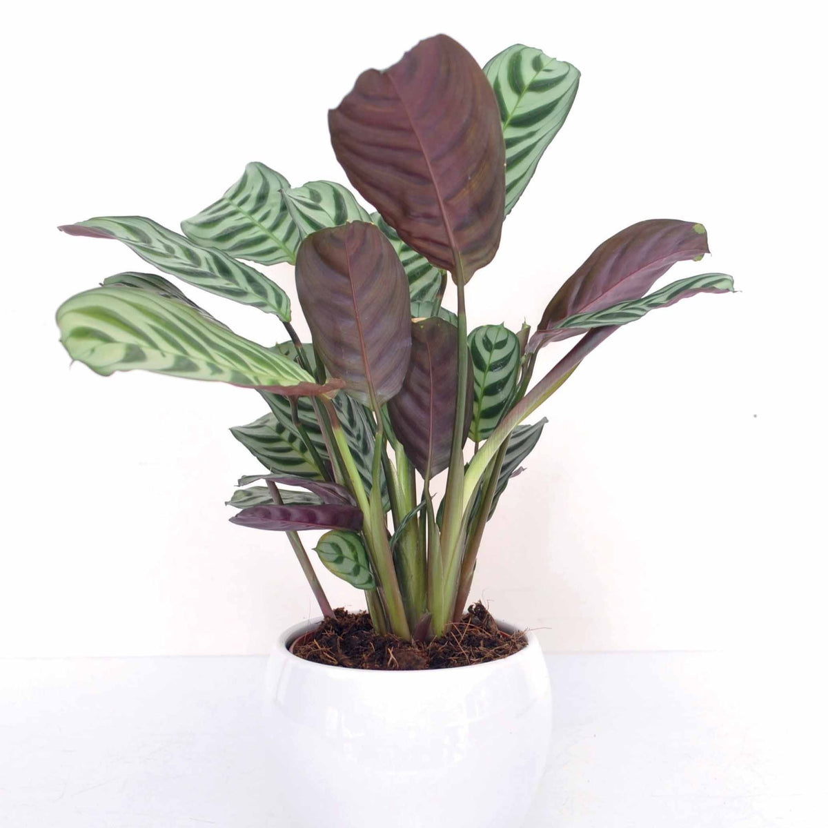 Plantes vertes d'intérieur - Dormeuse - Ctenanthe burle-marxii