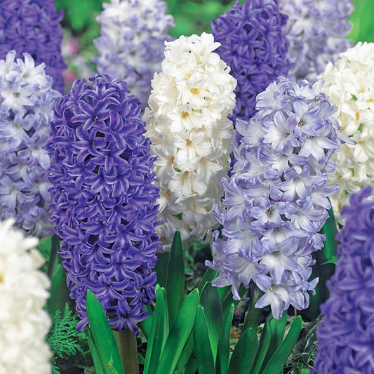 9 Jacinthes Harmonie blanches et bleues en mélange - Bakker