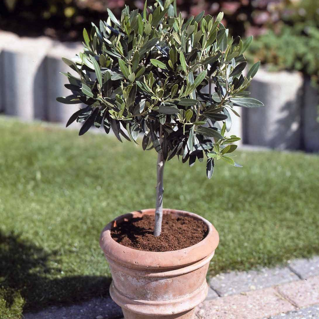 Oliviers - Olivier sur tige - Olea europaea