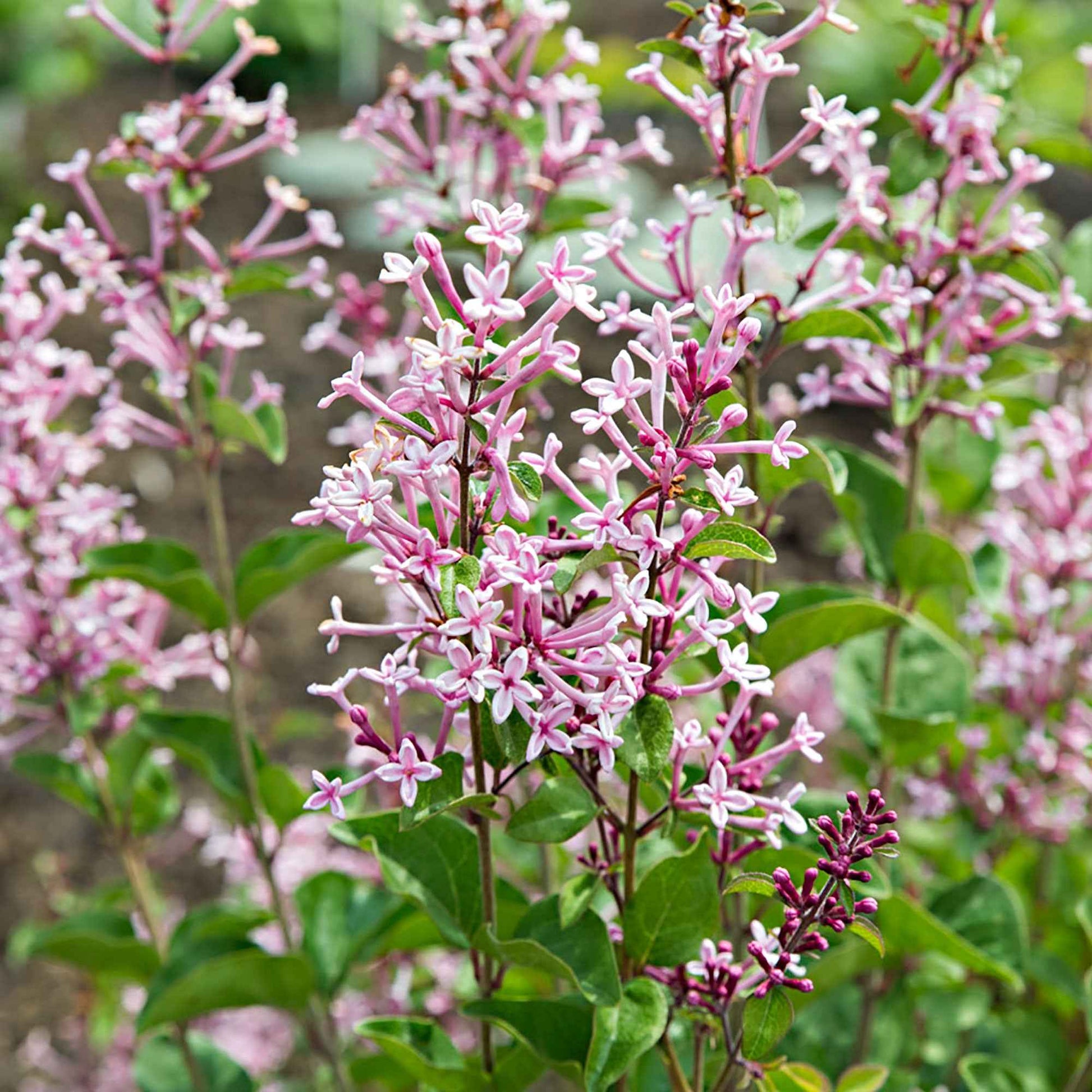 Lilas nain de Corée 'Pink Parfume' - Bakker