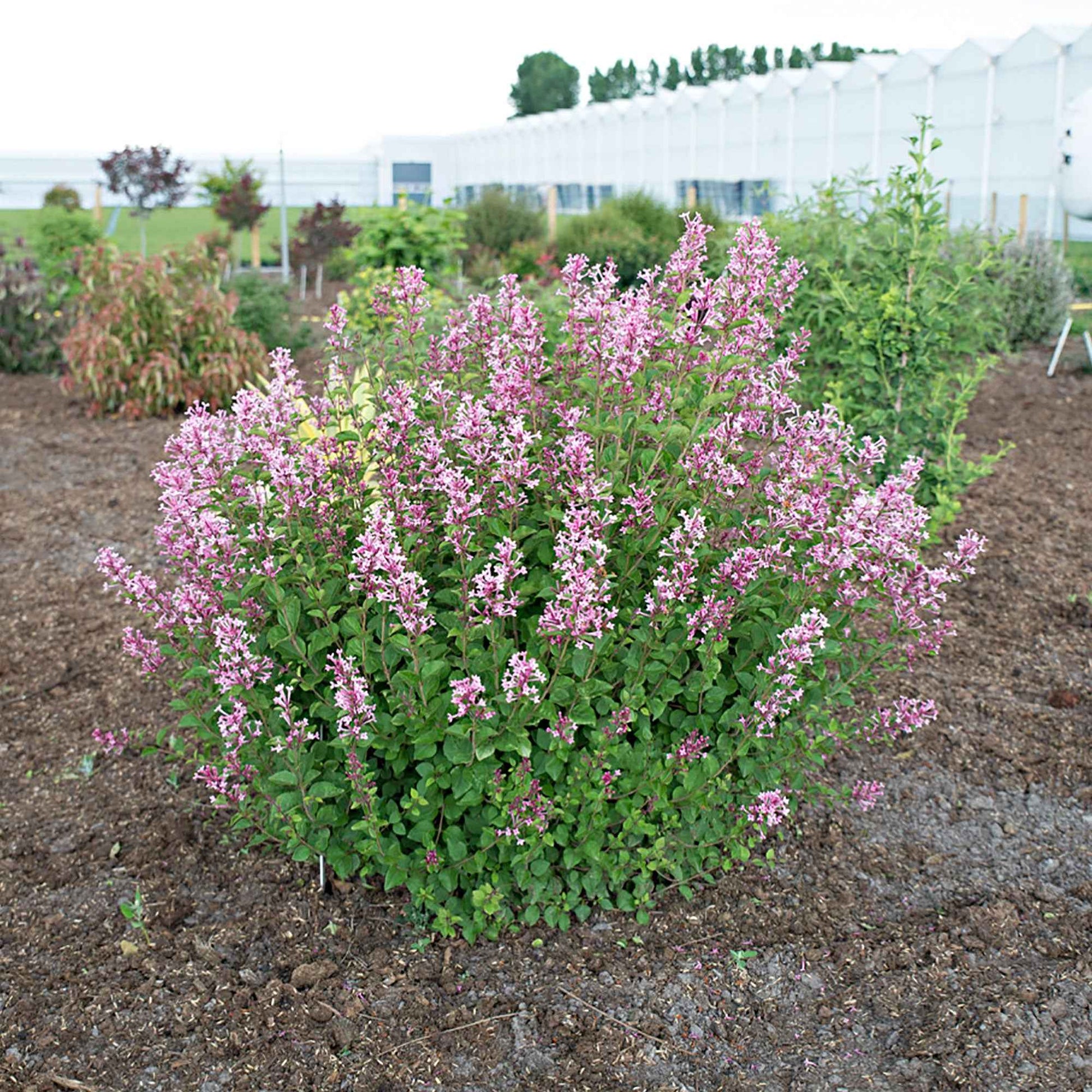 Syringa bloomerang ® pink perfume - Lilas nain de Corée 'Pink Parfume' - Lilas