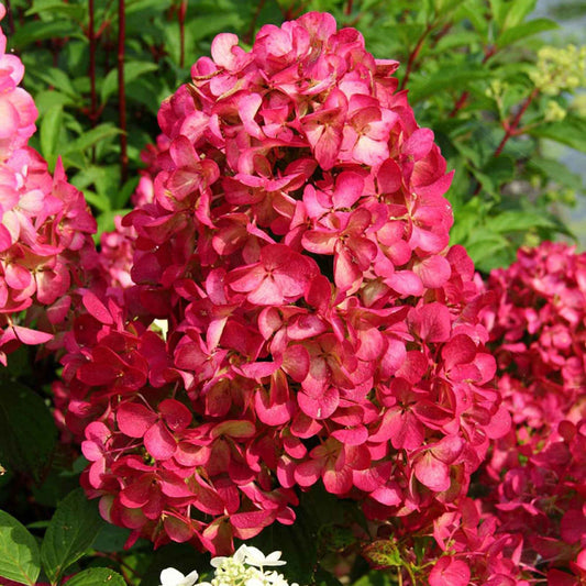 Hortensia paniculé Fraise Melba 'Renba' - Arbustes