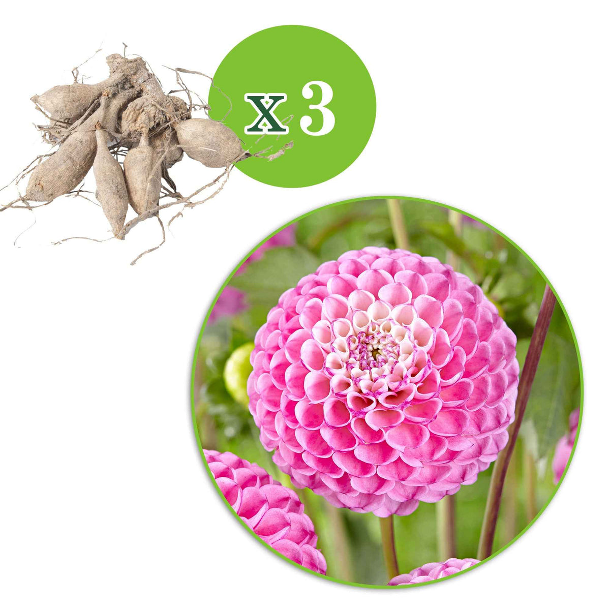 3 Dahlias Zippity Do Da - Dahlia 'zippity do da' - Bakker