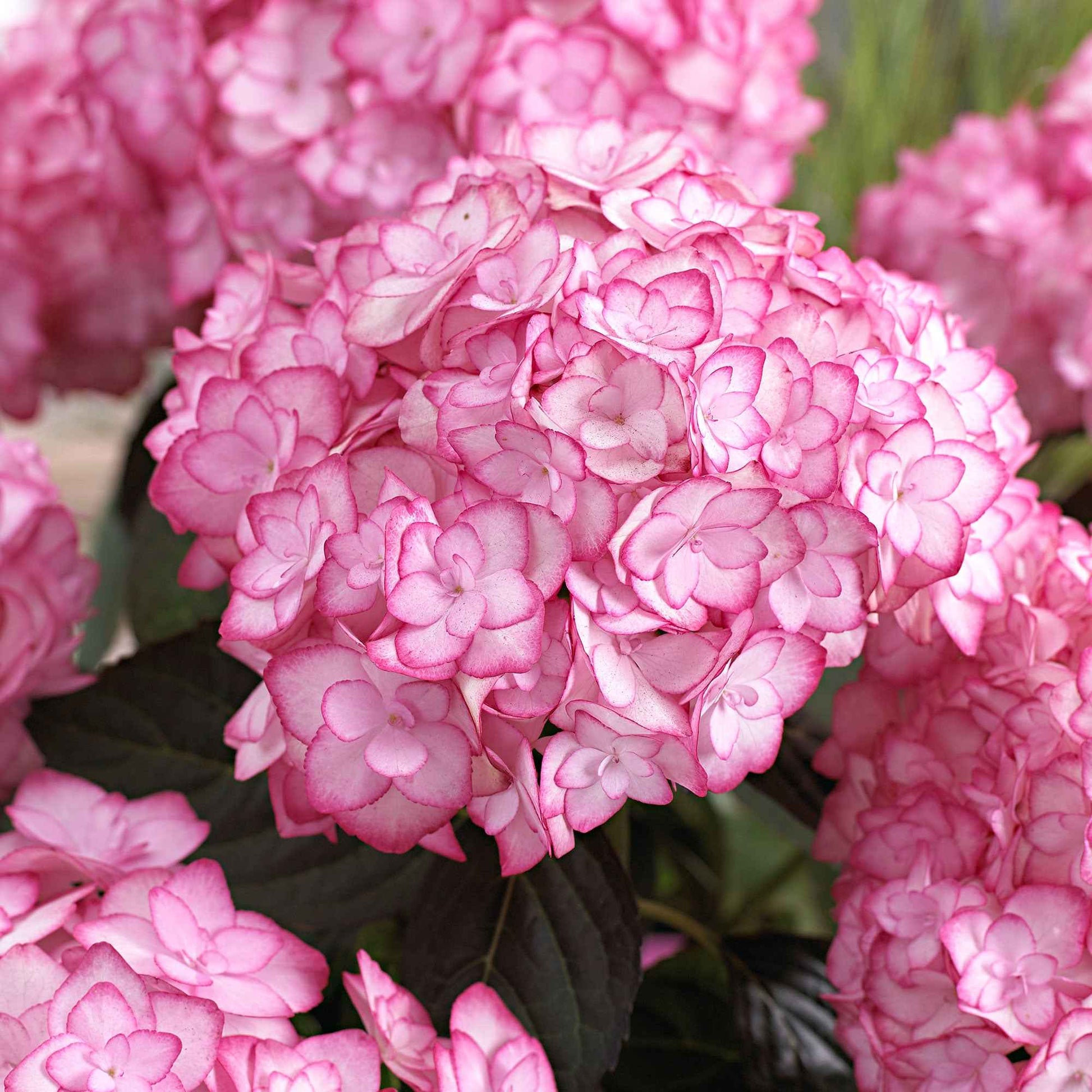 Hortensia 'Miss Saori' - Hydrangea macrophylla miss saori (h2002) - Bakker