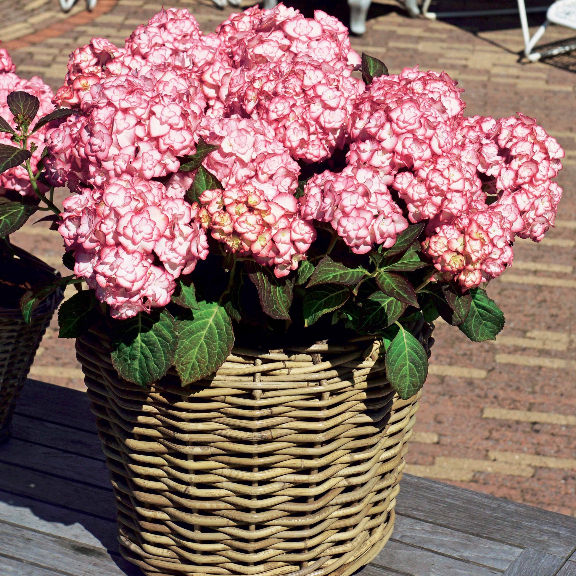 Hortensia macrophylla - Hortensia 'Miss Saori' - Hydrangea macrophylla miss saori (h2002)