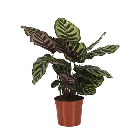 Calathea makoyana - 1x hauteur de livraison 40-55 cm, pot de Diamètre 14 cm - Calathea - undefined