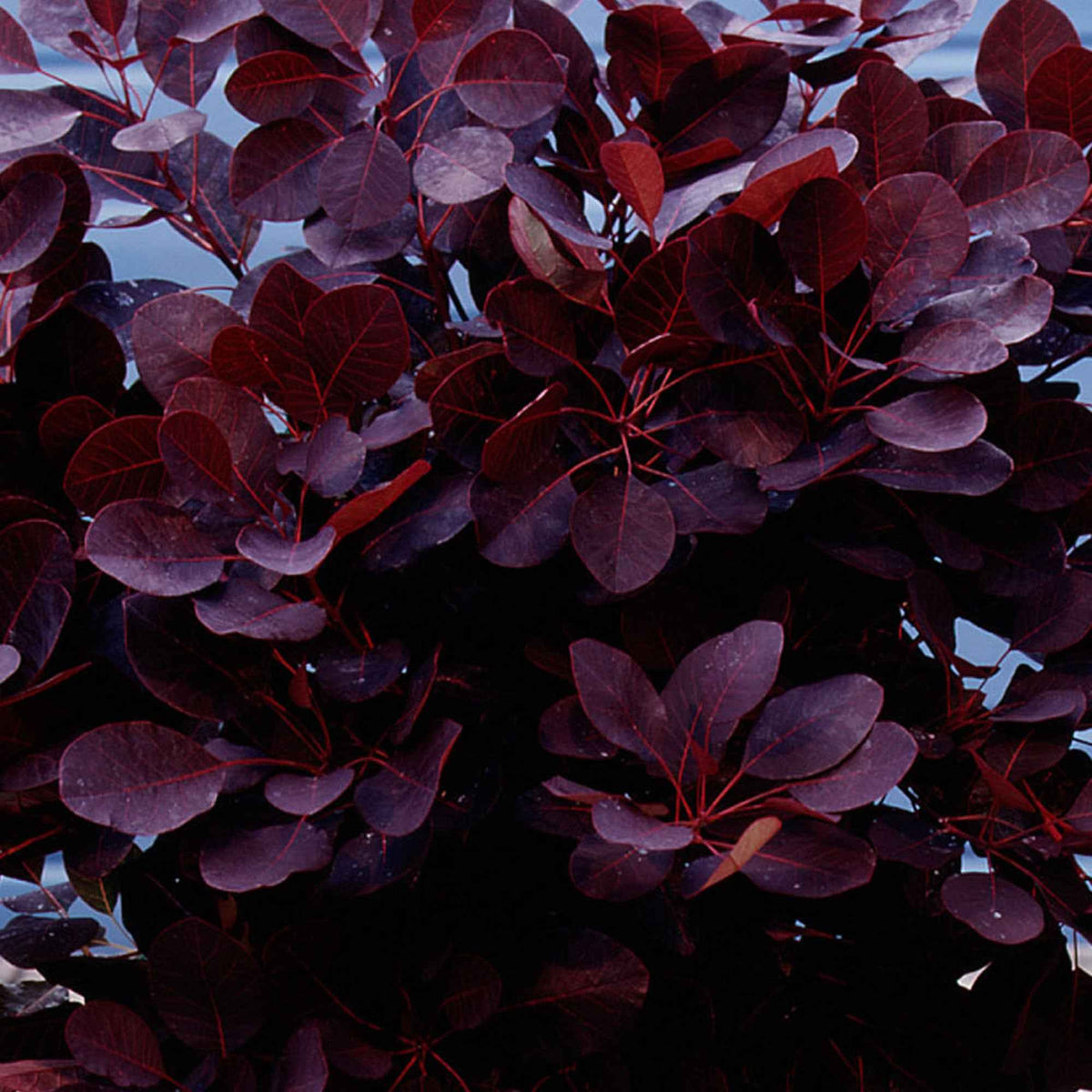 Arbre à perruques 'Royal Purple' sur tige - Cotinus coggygria royal purple - Bakker