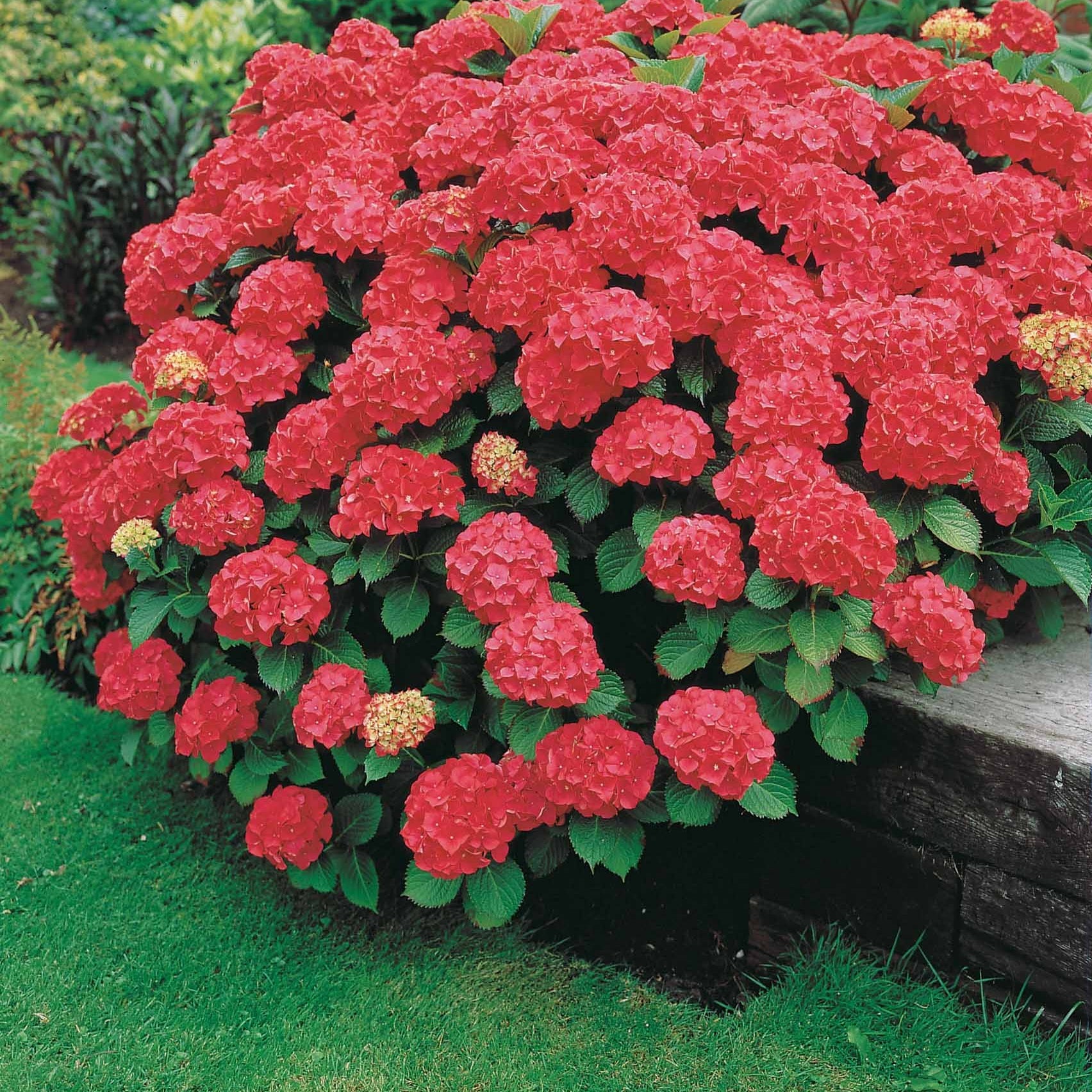 Hydrangea macrophylla Alpenglühen - Hortensia rouge - Hortensia macrophylla