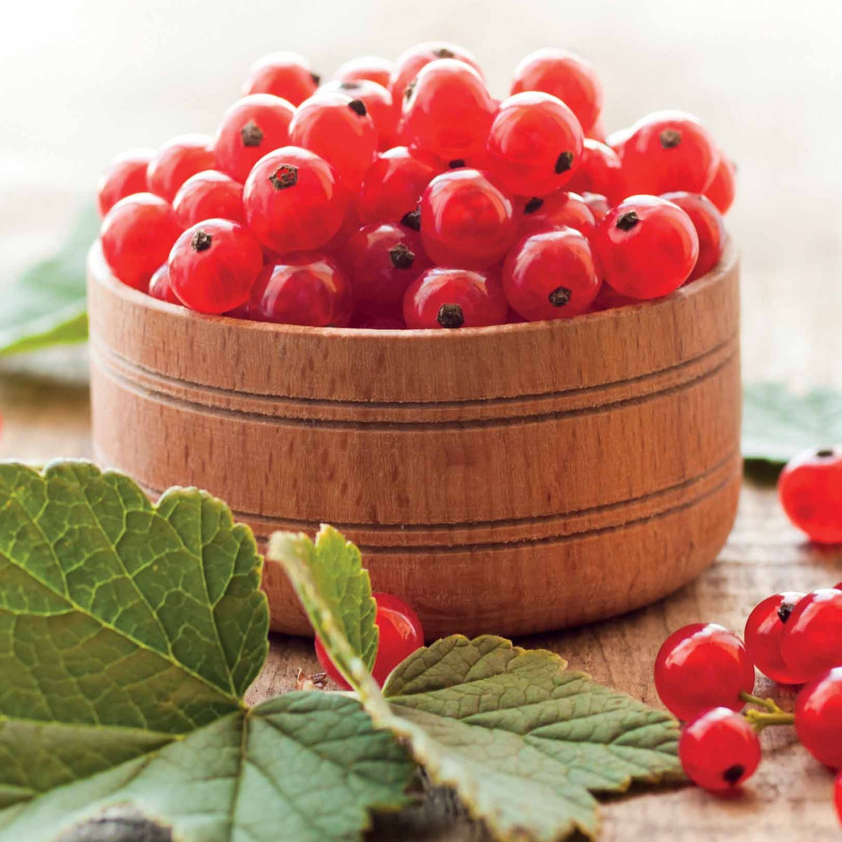 Ribus rubrum Jonkheer Van Tets - Groseillier à grappes Jonkheer Van Tets - Groseilliers