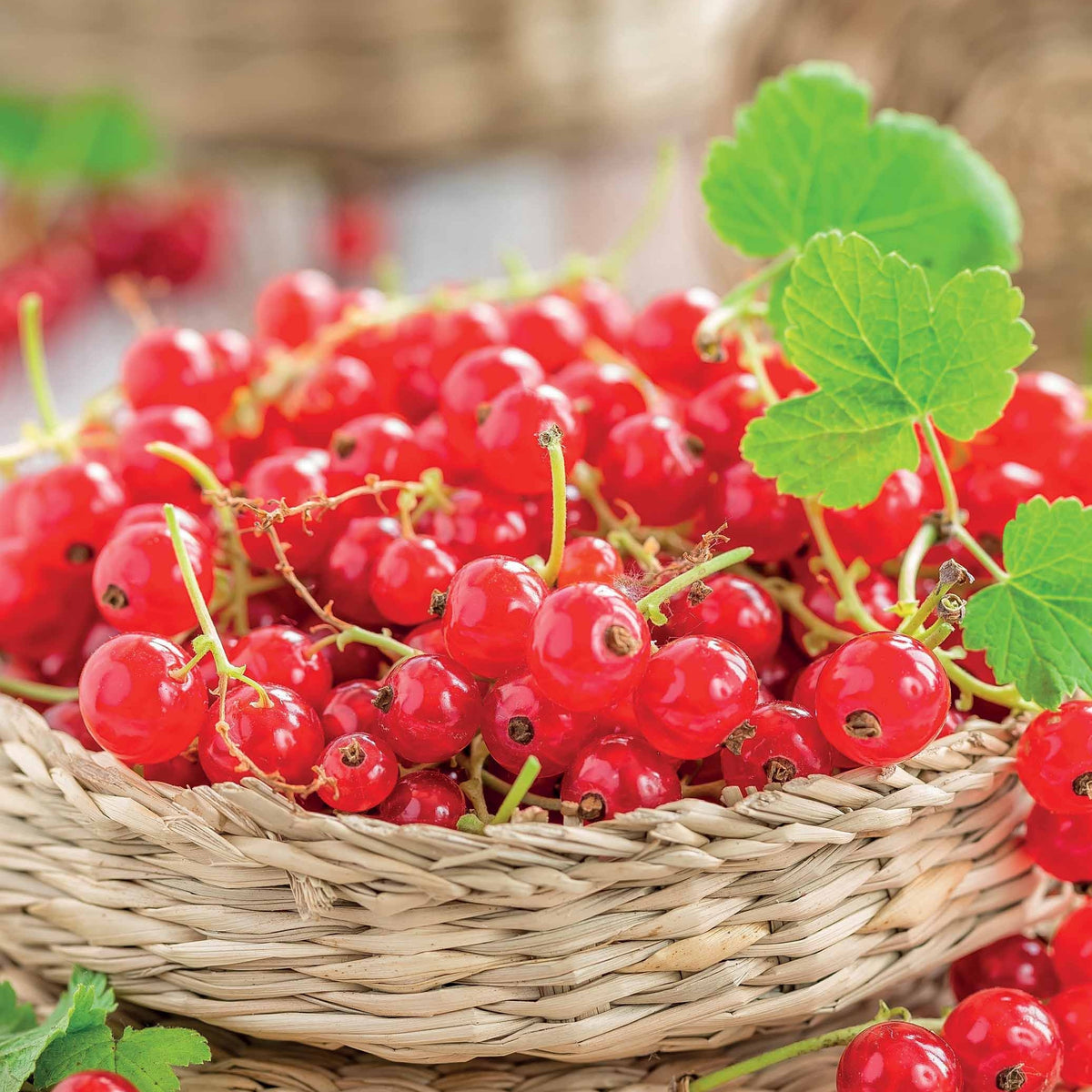 Vente Groseillier à grappes Jonkheer Van Tets - Ribus rubrum Jonkheer Van Tets