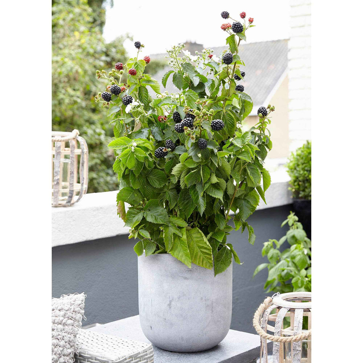 Mûrier nain Rubus 'Little Black Prince' Noir - Bio - Bakker