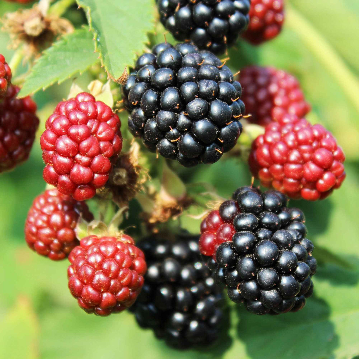Mûrier nain Rubus 'Little Black Prince' Noir - Bio - Rubus fruticosus 'Little Black Prince' - Bakker