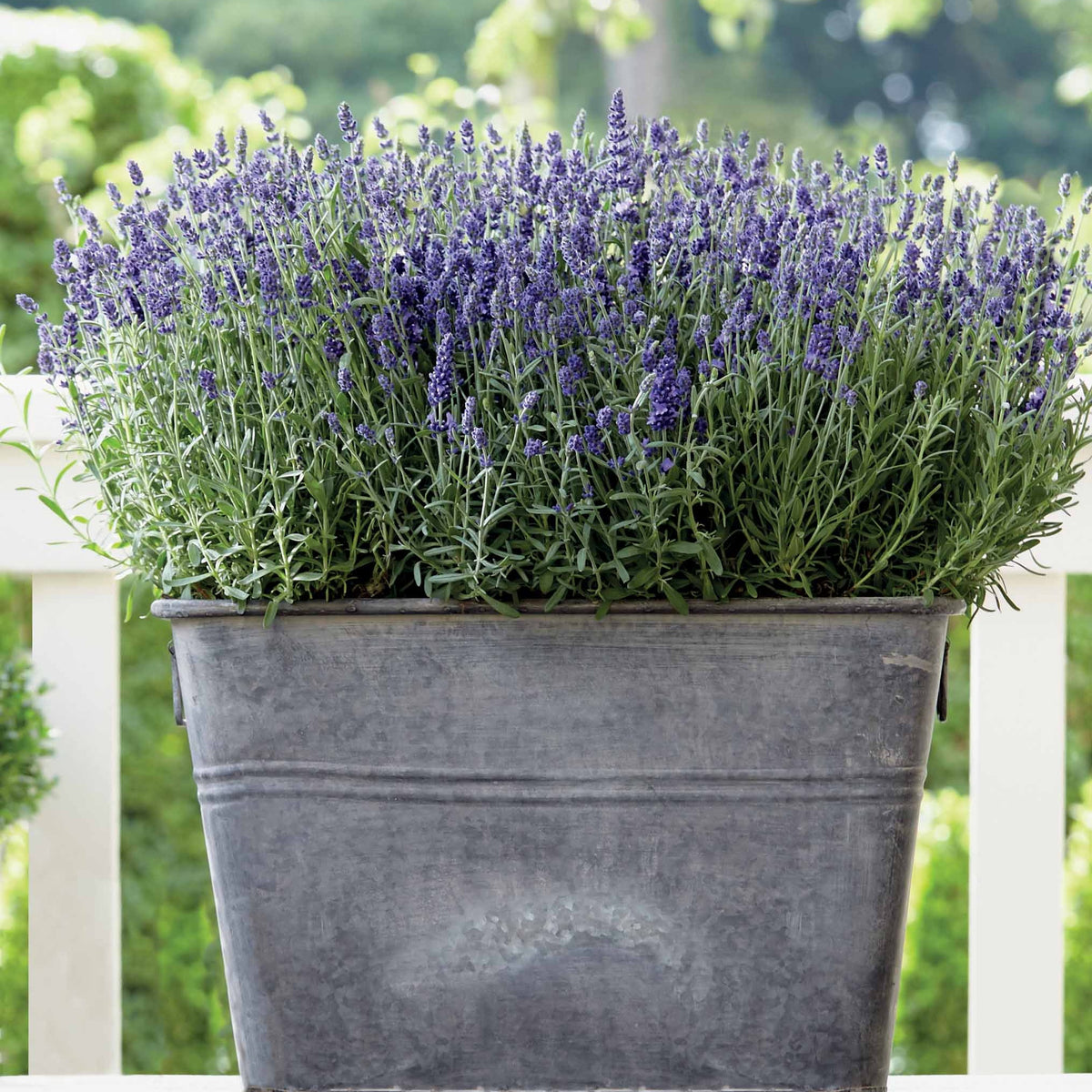 3 Lavandes Ardeche - Lavandula angustifolia ardeche - Bakker