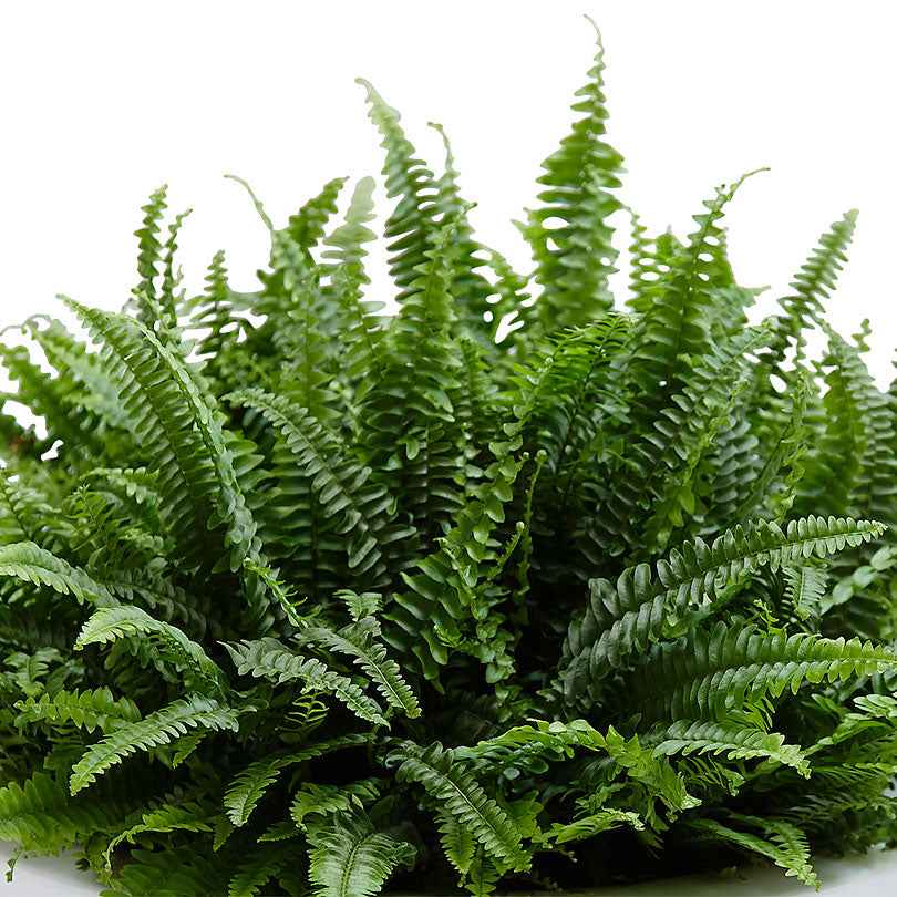 Nephrolepis exaltata 'Green Lady' - Fougère de Boston - Plantes d'intérieur