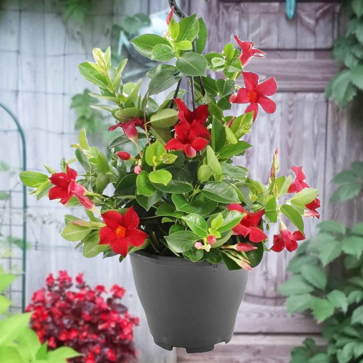 Dipladenia - Mandevilla - Dipladénia rouge - Jasmin du Chili - Mandevilla