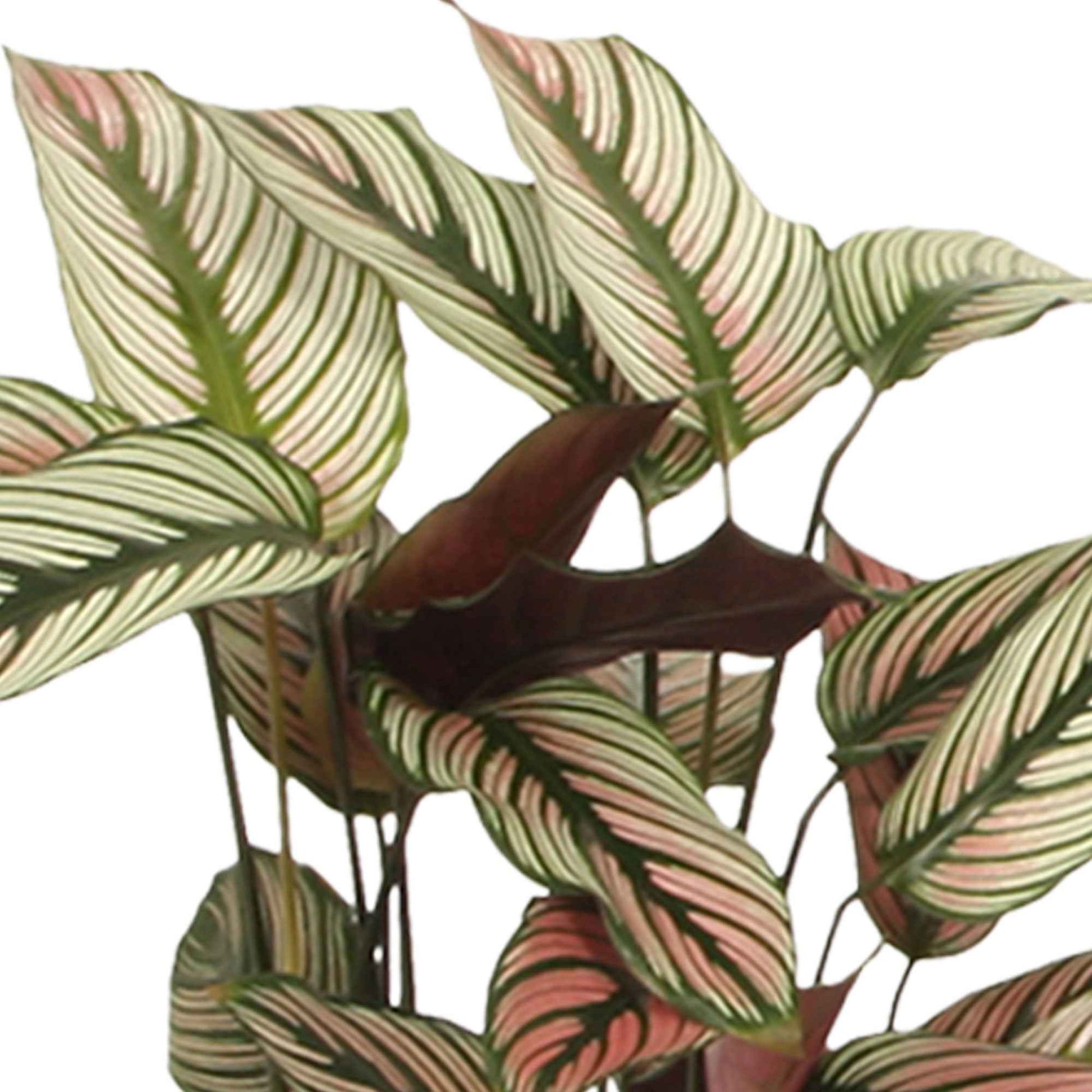 Plante de l'ombre Calathea 'White Star' vert-blanc-rose - Calathea white star - Bakker
