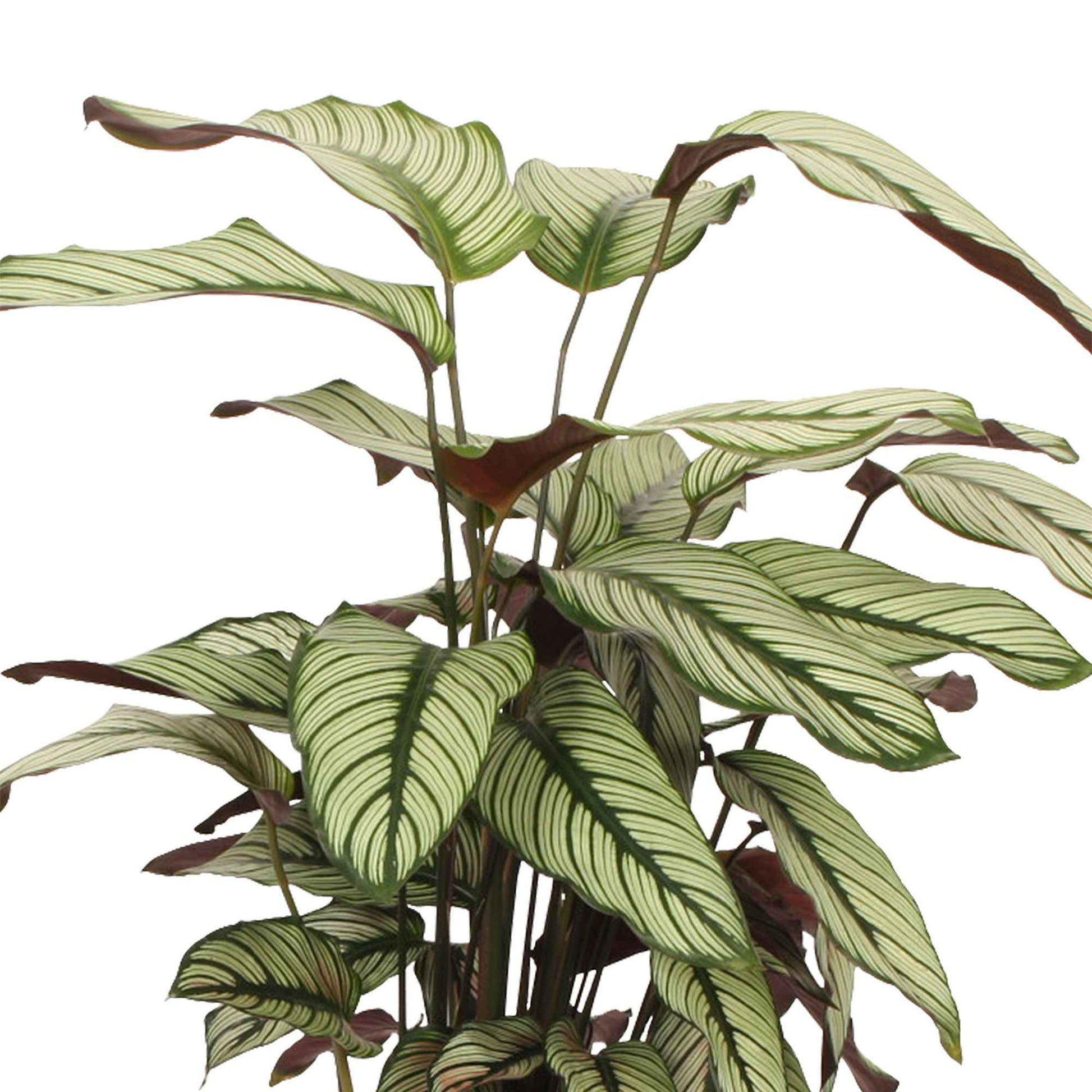 Calathea white star - Plante de l'ombre Calathea 'White Star' vert-blanc-rose - Calathea