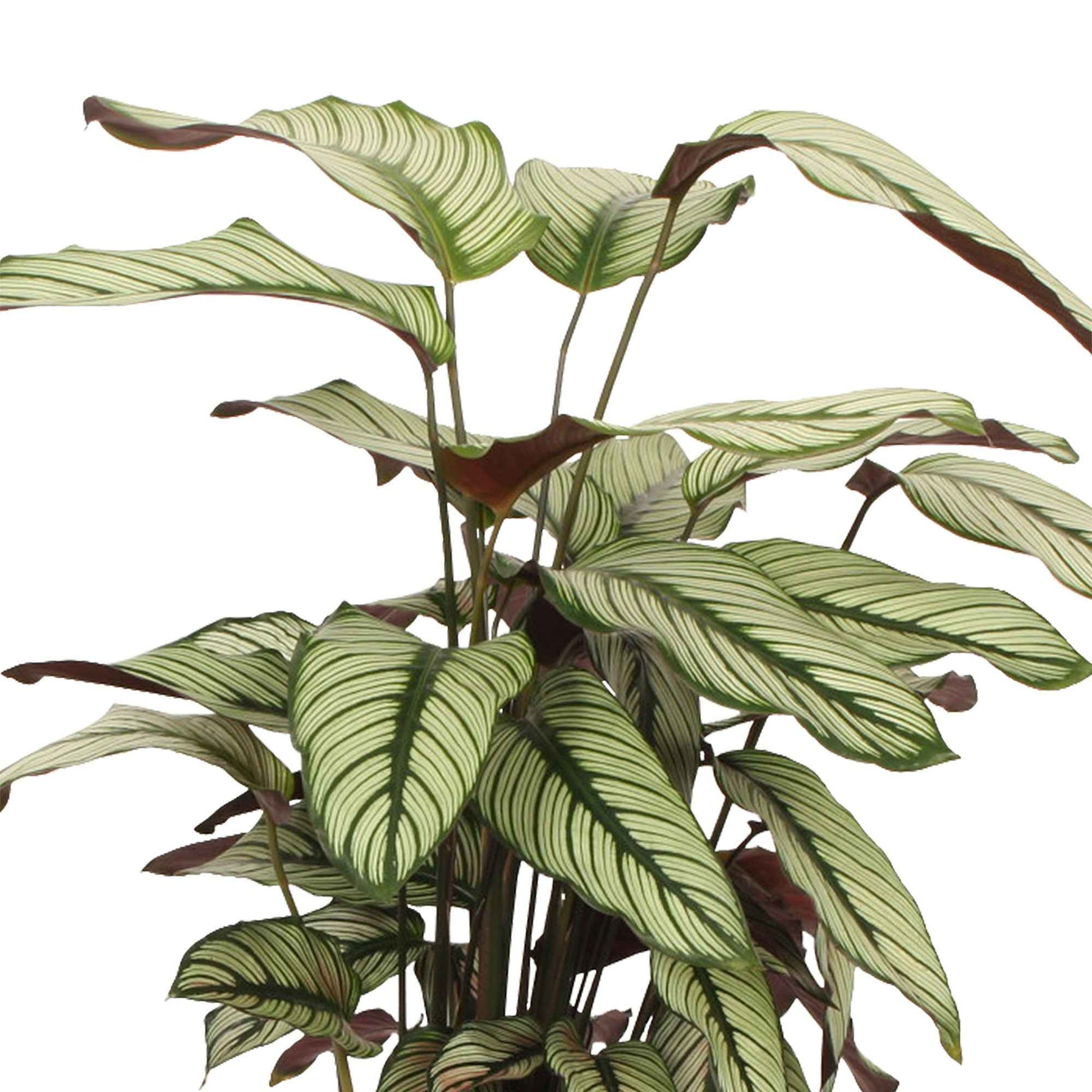 Plante de l'ombre Calathea 'White Star' vert-blanc-rose - Plantes d'intérieur