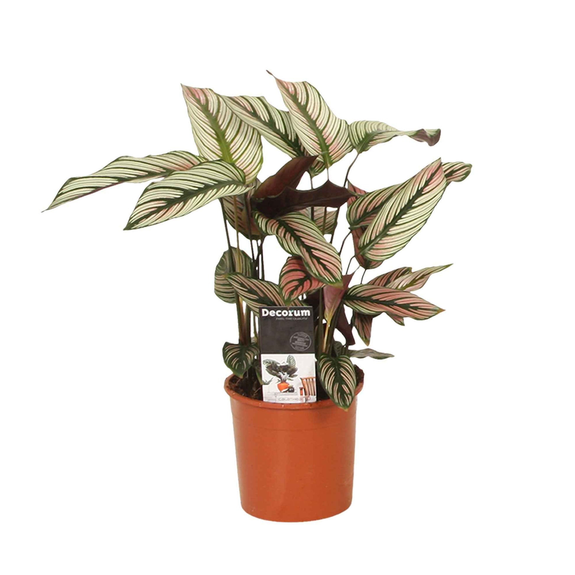 Calathea - Plante de l'ombre Calathea 'White Star' vert-blanc-rose - Calathea white star