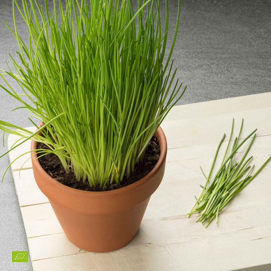 Ciboulette bio - Bakker