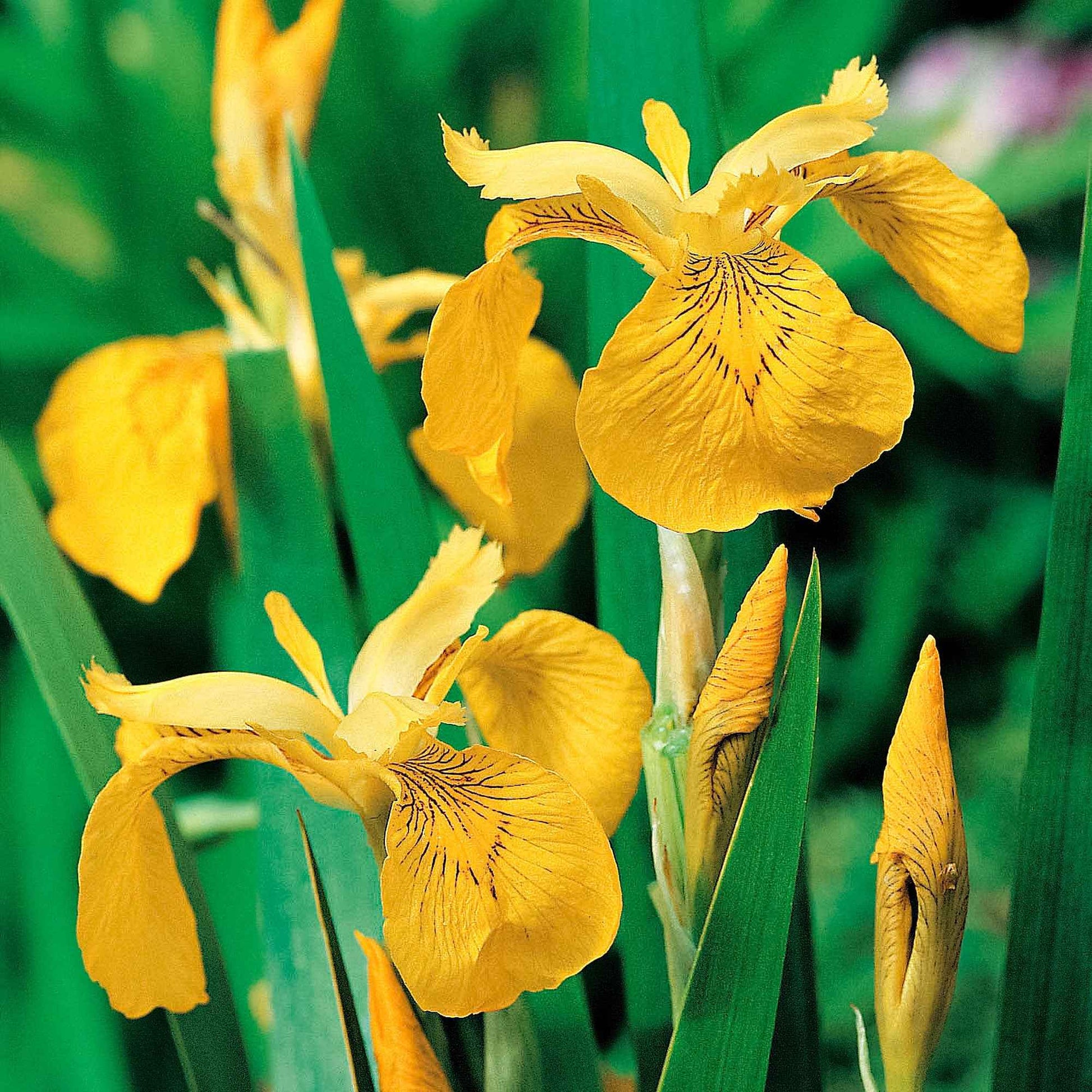 Iris jaune pseudacorus jaune - Plante des marais, Plante de berge - Cascades et ruisseaux