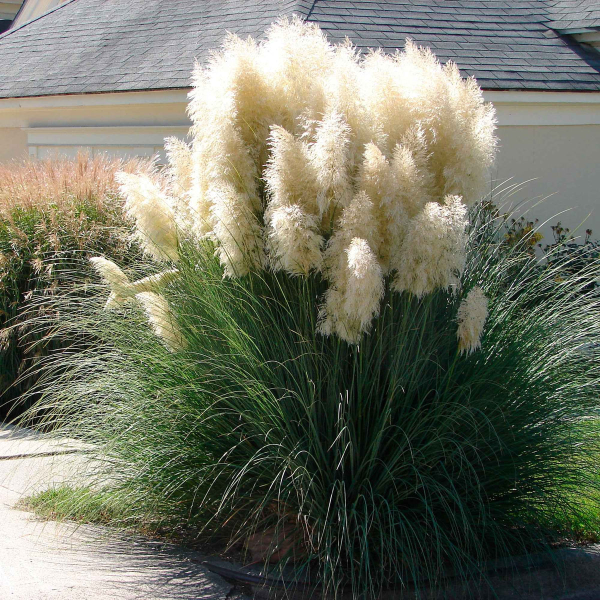 Herbe de la pampa 'Evita' - Bakker