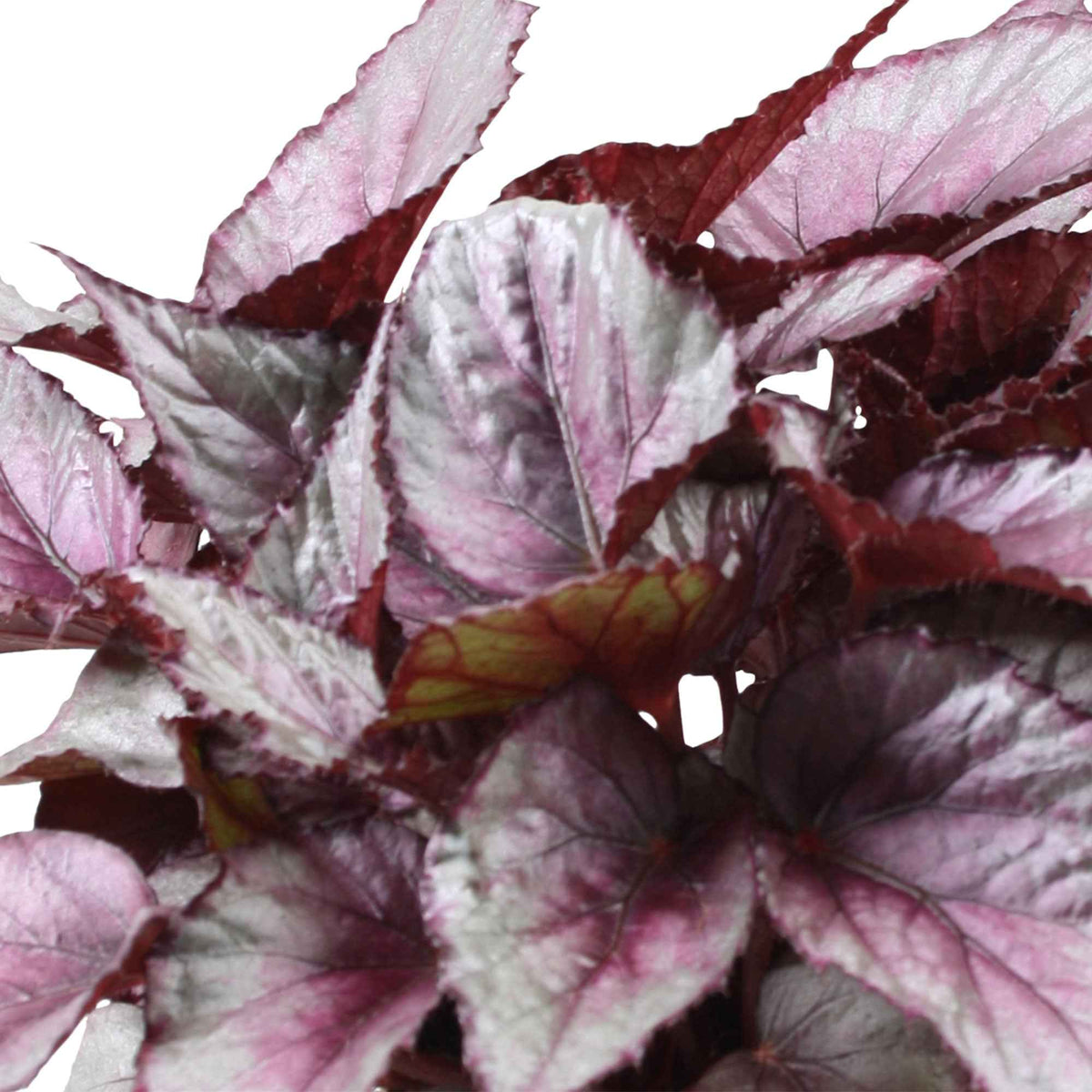 Bégonia Begonia 'Maori Haze' - Begonia beleaf maori haze - Bakker
