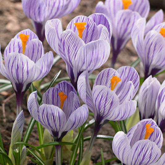 15 Crocus Pick Wick - Bakker