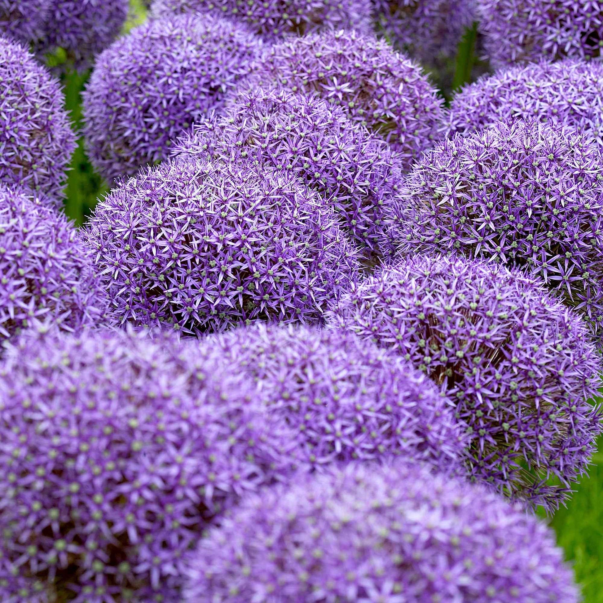 3 Alliums d'ornement Globemaster - Allium Globemaster - Bakker