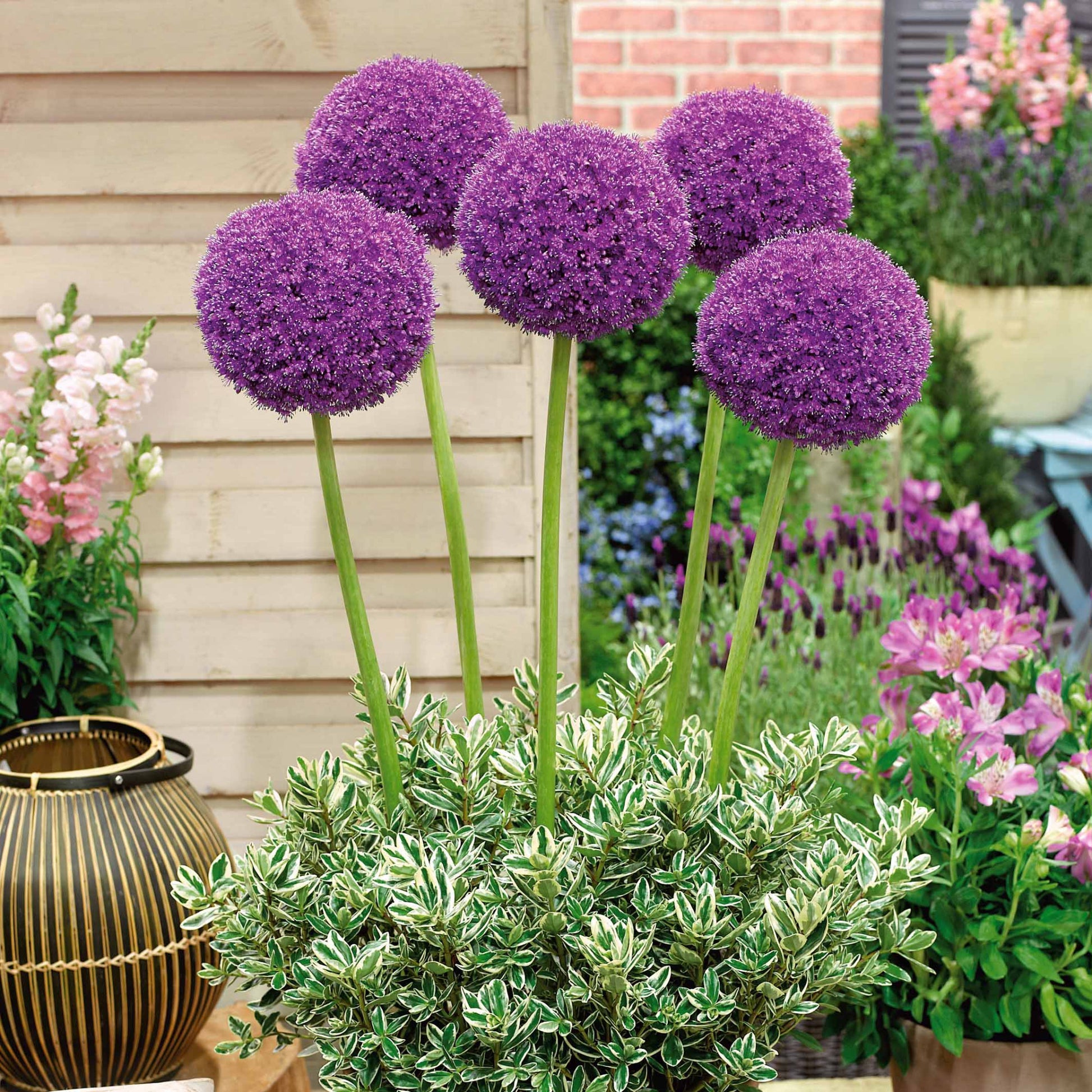 Allium Globemaster - 3 Alliums d'ornement Globemaster - Bulbes d'Allium