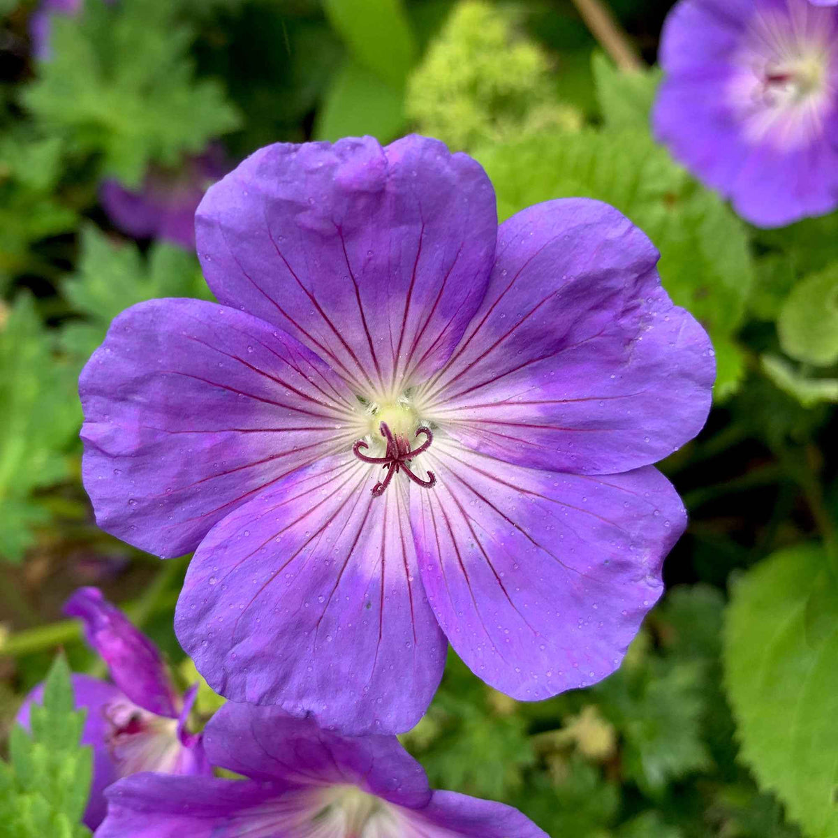 Bec de grue Geranium 'Rozanne' - Geranium gerwat rozanne - Bakker