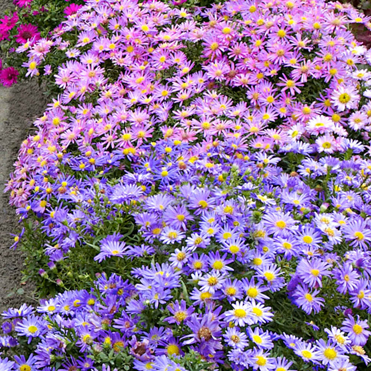 4 Aster d'automne en mélange - Aster dumosus - Bakker