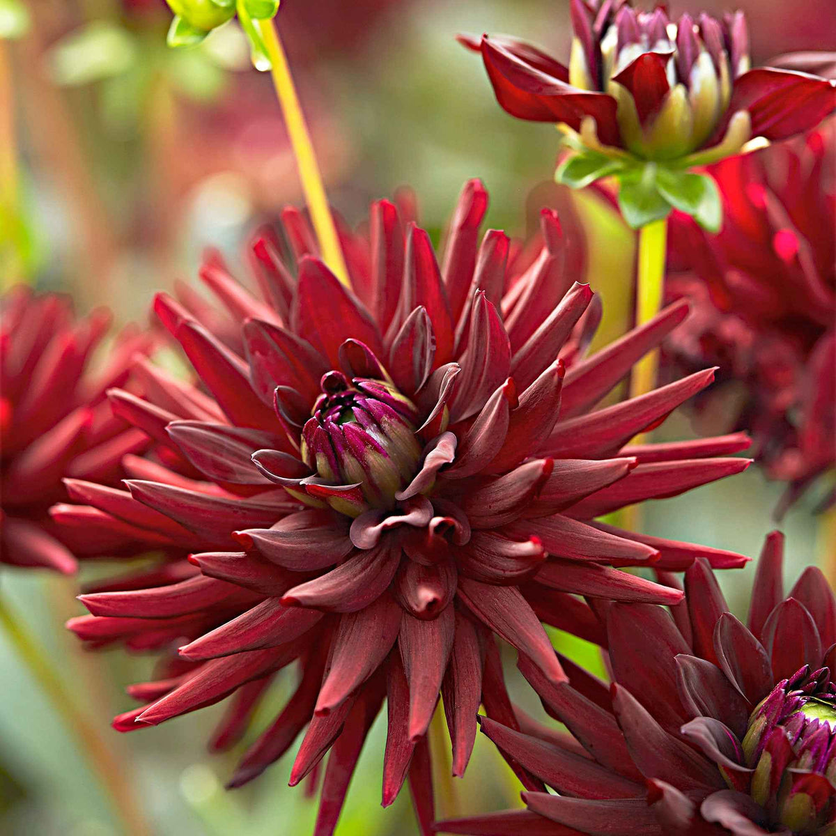 Dahlia tamburo - 3 Dahlias cactus presque noir Tamburo - Bulbes de Dahlia