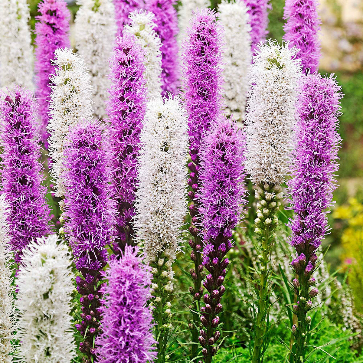 12 Plumes du Kansas mauves et blanches - Bakker